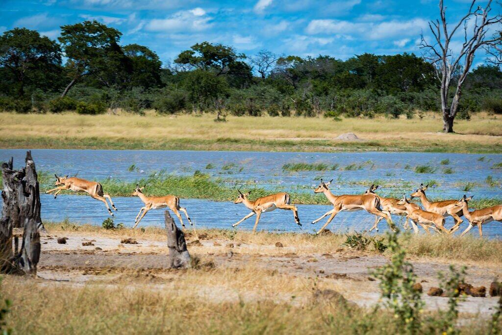 Wildlife safari photography Zimbabwe